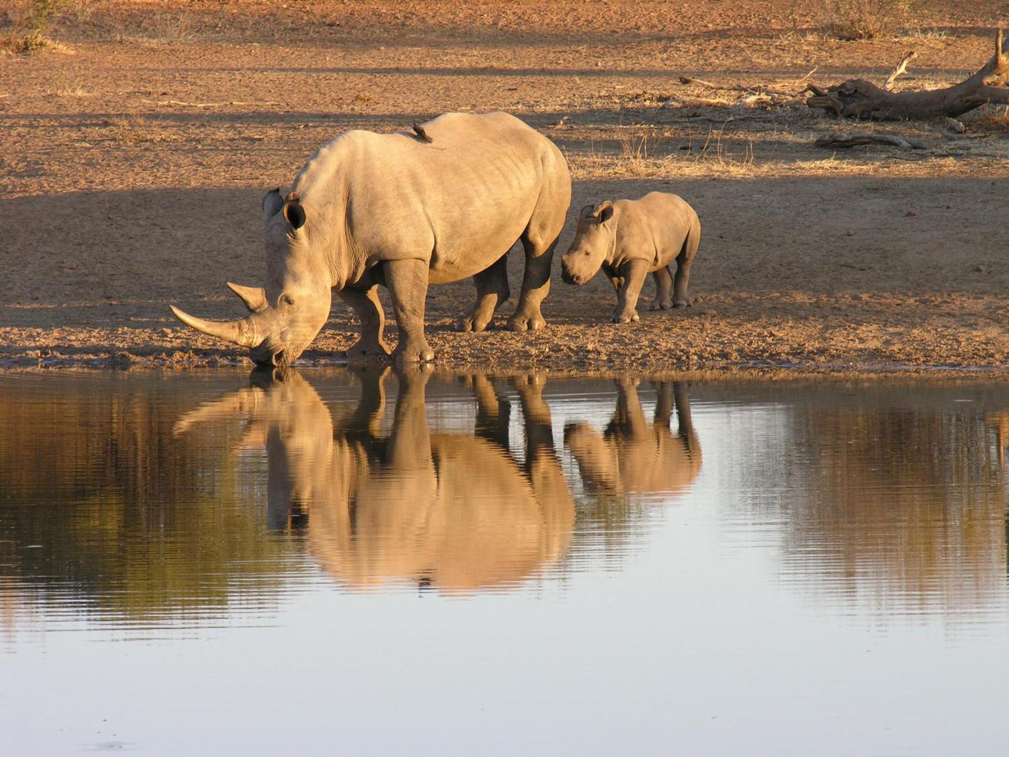 Etali Safari Lodge Madikwe Game Reserve Dış mekan fotoğraf