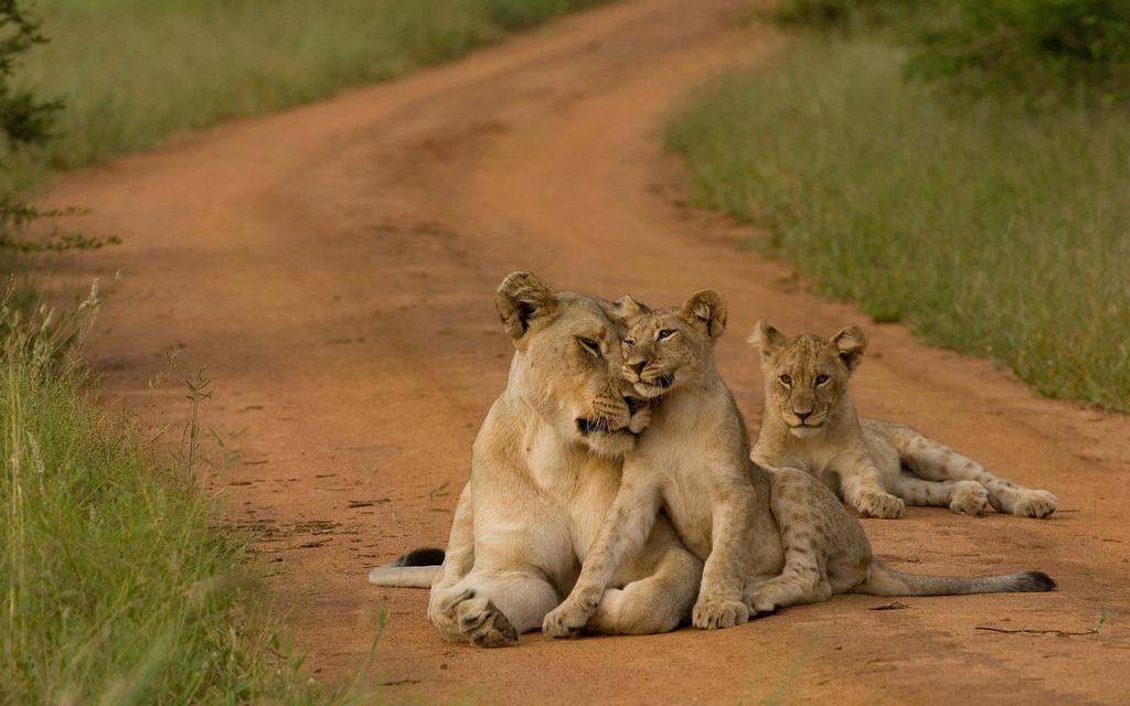 Etali Safari Lodge Madikwe Game Reserve Dış mekan fotoğraf